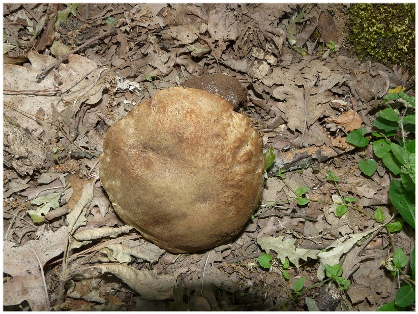 Stesso Boletus...?